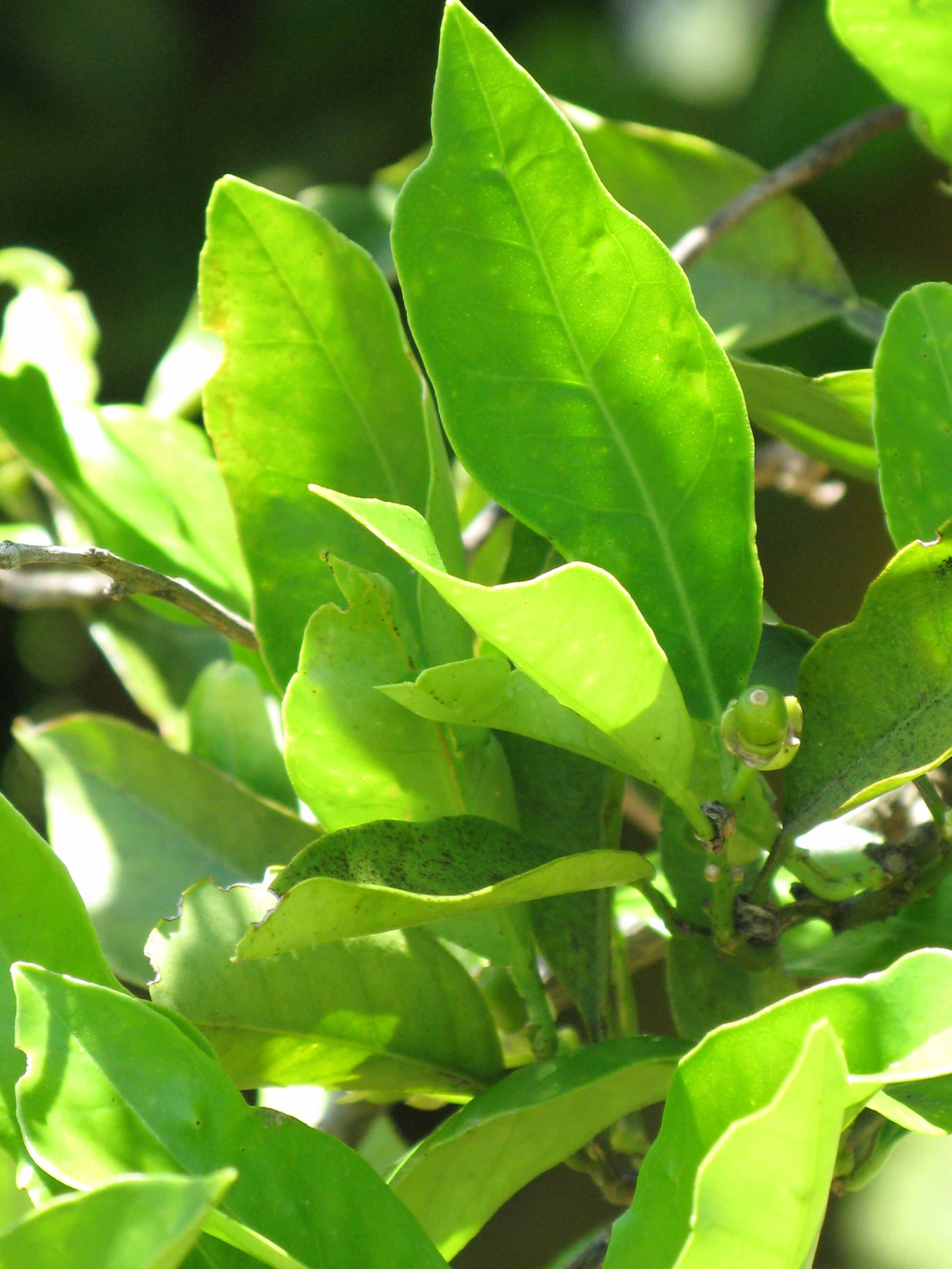            Sun leaves (Sanguinelli, Winter Haven, FL)   